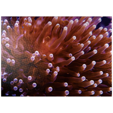 puzzleplate Sea Life Photography: Pink Sea Anemone 1000 Jigsaw Puzzle