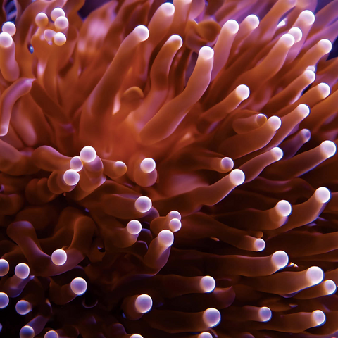 Sea Life Photography: Pink Sea Anemone 1000 Jigsaw Puzzle 3D Modell