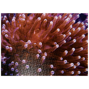 puzzleplate Sea Life Photography: Pink Sea Anemone 500 Jigsaw Puzzle