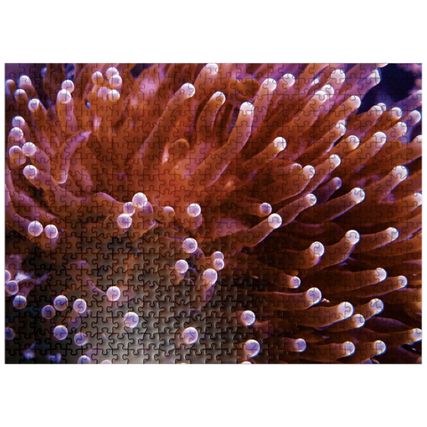 puzzleplate Sea Life Photography: Pink Sea Anemone 500 Jigsaw Puzzle