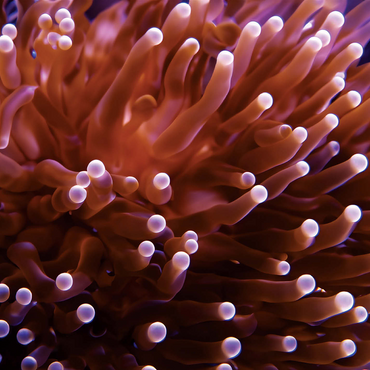 Sea Life Photography: Pink Sea Anemone 500 Jigsaw Puzzle 3D Modell