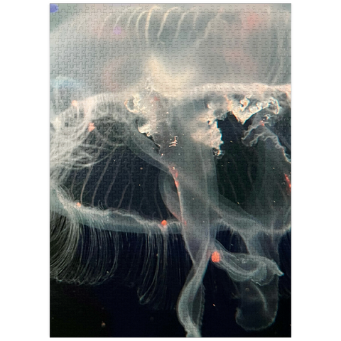 puzzleplate Sea Life Photography: Ocean Jellyfish 1000 Jigsaw Puzzle