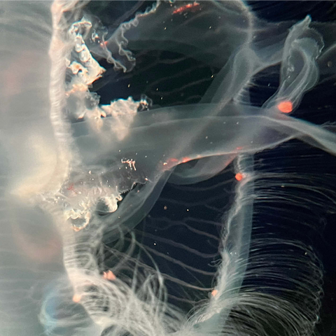 Sea Life Photography: Ocean Jellyfish 1000 Jigsaw Puzzle 3D Modell