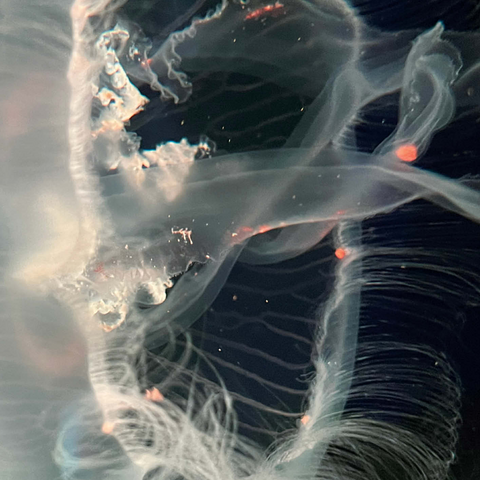 Sea Life Photography: Ocean Jellyfish 500 Jigsaw Puzzle 3D Modell