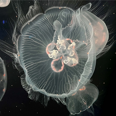 Sea Life Photography: Deep Sea Jellyfish Serenity 1000 Jigsaw Puzzle 3D Modell