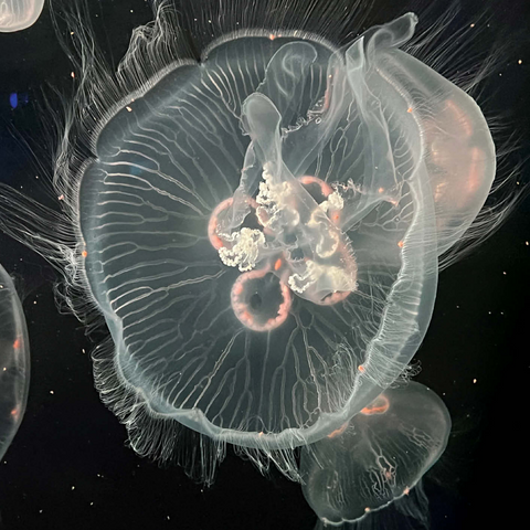 Sea Life Photography: Deep Sea Jellyfish Serenity 500 Jigsaw Puzzle 3D Modell