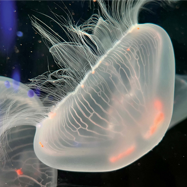 Sea Life Photography: Deep Blue Jellyfish Wanderer 1000 Jigsaw Puzzle 3D Modell