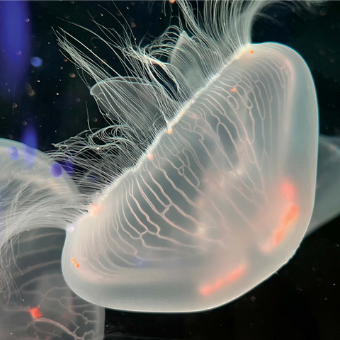 Sea Life Photography: Deep Blue Jellyfish Wanderer 1000 Jigsaw Puzzle 3D Modell