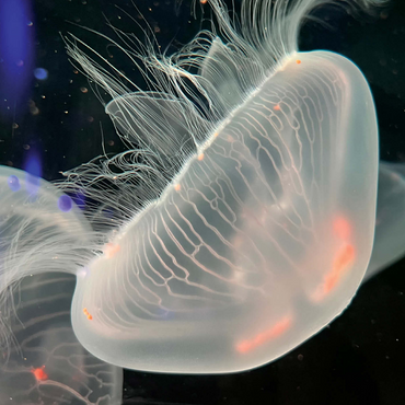 Sea Life Photography: Deep Blue Jellyfish Wanderer 500 Jigsaw Puzzle 3D Modell