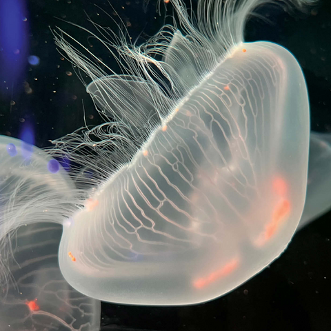 Sea Life Photography: Deep Blue Jellyfish Wanderer 500 Jigsaw Puzzle 3D Modell