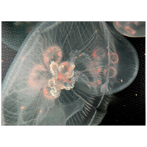 puzzleplate Sea Life Photography: Deep Blue Jellyfish Orbit 1000 Jigsaw Puzzle