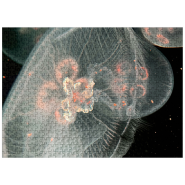 puzzleplate Sea Life Photography: Deep Blue Jellyfish Orbit 500 Jigsaw Puzzle