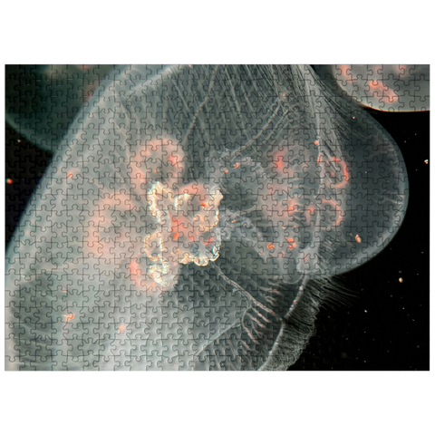 puzzleplate Sea Life Photography: Deep Blue Jellyfish Orbit 500 Jigsaw Puzzle