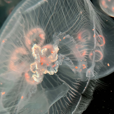 Sea Life Photography: Deep Blue Jellyfish Orbit 500 Jigsaw Puzzle 3D Modell