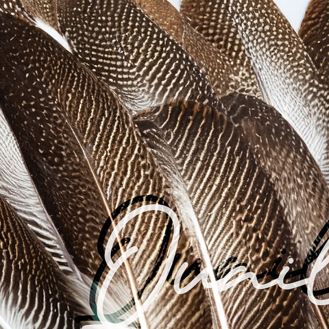Animal Photography: Quail Feathers, Birds no.1 500 Jigsaw Puzzle 3D Modell