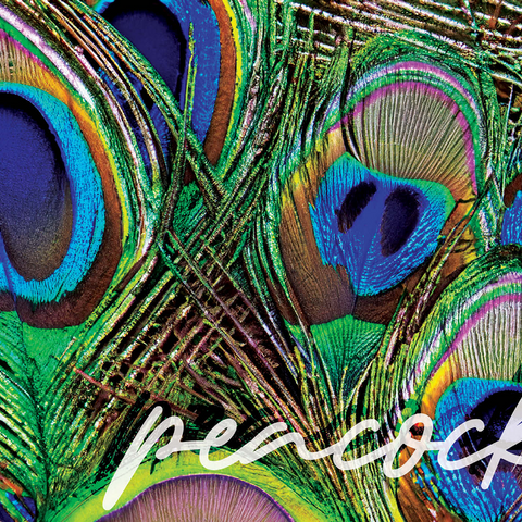 Animal Photography: Peacock Feathers Plumage, Birds no.2 1000 Jigsaw Puzzle 3D Modell