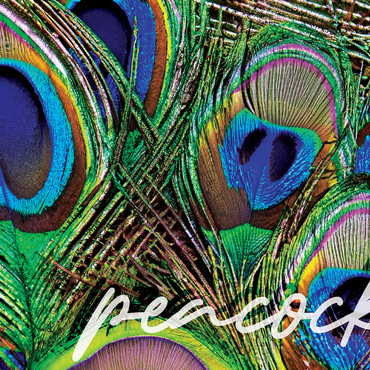 Animal Photography: Peacock Feathers Plumage, Birds no.2 500 Jigsaw Puzzle 3D Modell