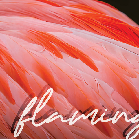 Animal Photography: Flamingo Feathers, Birds no.3 500 Jigsaw Puzzle 3D Modell