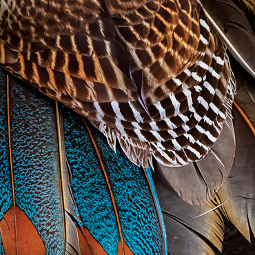 Animal Photography: Fan of Feathers, Birds no.4 500 Jigsaw Puzzle 3D Modell