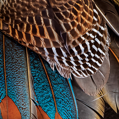 Animal Photography: Fan of Feathers, Birds no.4 500 Jigsaw Puzzle 3D Modell