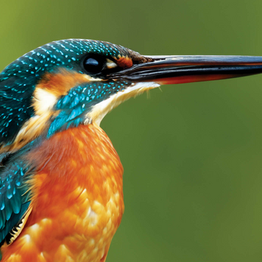 Animal Photography: Birds, Majestic Kingfisher 1000 Jigsaw Puzzle 3D Modell