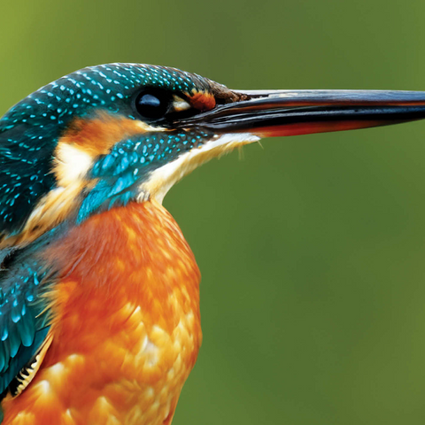 Animal Photography: Birds, Majestic Kingfisher 1000 Jigsaw Puzzle 3D Modell