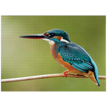 puzzleplate Animal Photography: Birds, Kingfisher In Waiting 1000 Jigsaw Puzzle