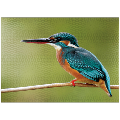 puzzleplate Animal Photography: Birds, Kingfisher In Waiting 1000 Jigsaw Puzzle