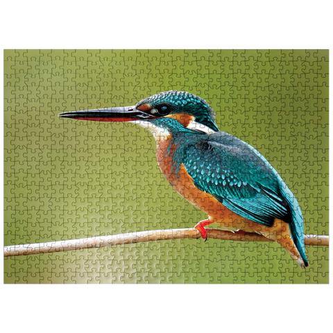 puzzleplate Animal Photography: Birds, Kingfisher In Waiting 500 Jigsaw Puzzle