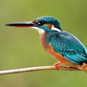 Animal Photography: Birds, Kingfisher In Waiting 500 Jigsaw Puzzle 3D Modell