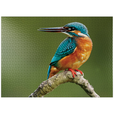 puzzleplate Animal Photography: Birds, Kingfisher Hunting 1000 Jigsaw Puzzle