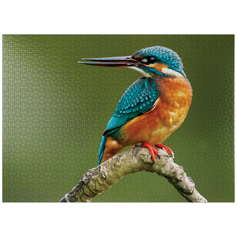 puzzleplate Animal Photography: Birds, Kingfisher Hunting 1000 Jigsaw Puzzle