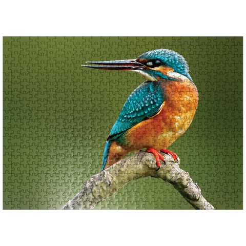 puzzleplate Animal Photography: Birds, Kingfisher Hunting 500 Jigsaw Puzzle