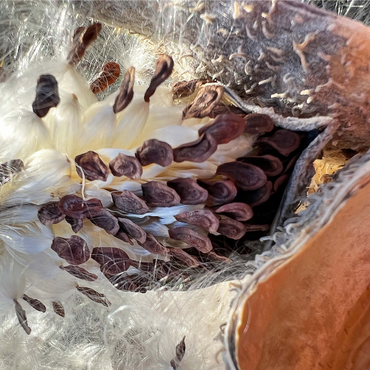 Macro Photography: Milkweed Pod, no.1 1000 Jigsaw Puzzle 3D Modell