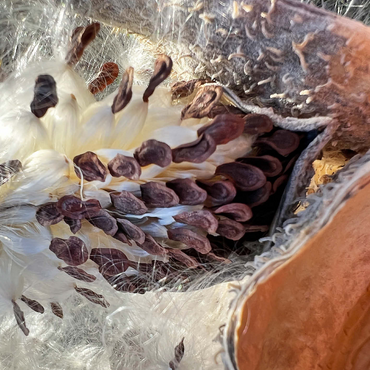 Macro Photography: Milkweed Pod, no.1 500 Jigsaw Puzzle 3D Modell
