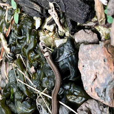 Animal Photography: Snake Adventure 1000 Jigsaw Puzzle 3D Modell