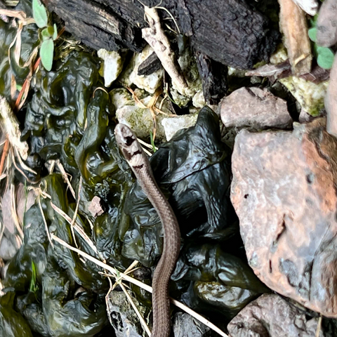 Animal Photography: Snake Adventure 500 Jigsaw Puzzle 3D Modell