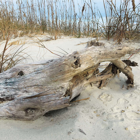 Nature Photography: Beach Driftwood, Hilton Head, South Carolina 1000 Jigsaw Puzzle 3D Modell
