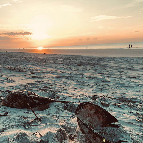 Nature Photography: Sunset Horseshoe Crabs- Hilton Head, South Carolina 1000 Jigsaw Puzzle 3D Modell