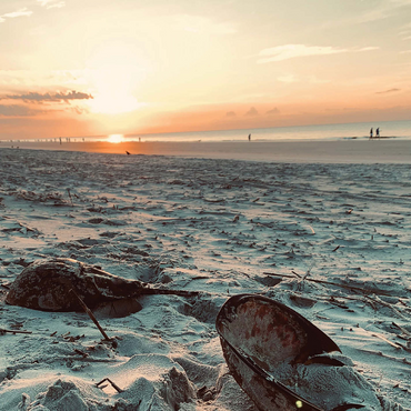 Nature Photography: Sunset Horseshoe Crabs- Hilton Head, South Carolina 500 Jigsaw Puzzle 3D Modell