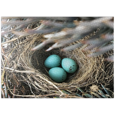 puzzleplate Macro Photography: Robin Eggs Nest in a Pine Tree 1000 Jigsaw Puzzle