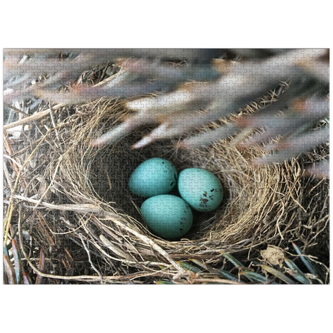 puzzleplate Macro Photography: Robin Eggs Nest in a Pine Tree 1000 Jigsaw Puzzle