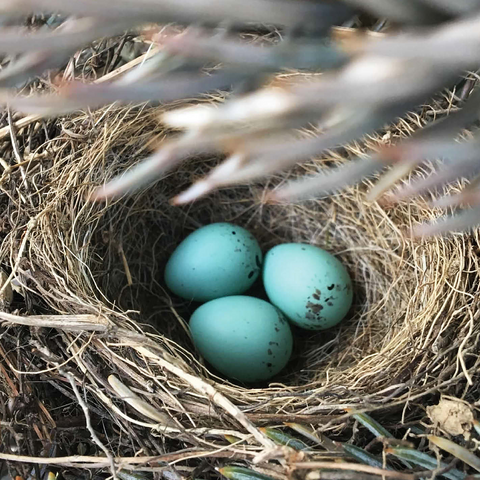 Macro Photography: Robin Eggs Nest in a Pine Tree 1000 Jigsaw Puzzle 3D Modell