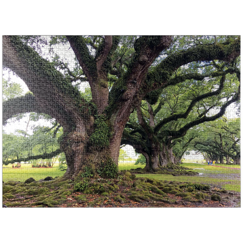 puzzleplate Nature Photography: Southern Live Oak, North Carolina, no.1 1000 Jigsaw Puzzle