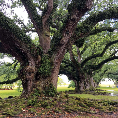 Nature Photography: Southern Live Oak, North Carolina, no.1 1000 Jigsaw Puzzle 3D Modell