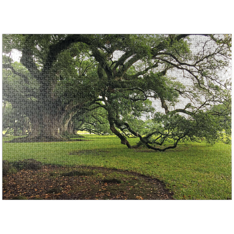 puzzleplate Nature Photography: Southern Live Oak, North Carolina, no.2 1000 Jigsaw Puzzle