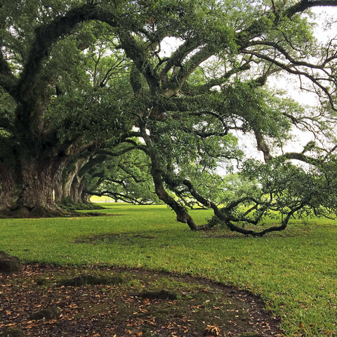 Nature Photography: Southern Live Oak, North Carolina, no.2 1000 Jigsaw Puzzle 3D Modell