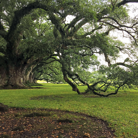 Nature Photography: Southern Live Oak, North Carolina, no.2 500 Jigsaw Puzzle 3D Modell