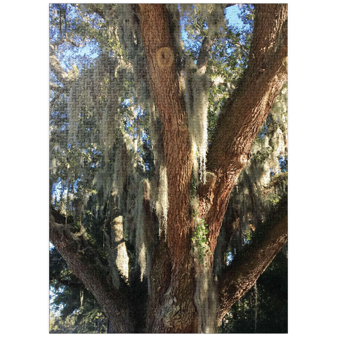 puzzleplate Nature Photography: Southern Trees, Spanish Moss 1000 Jigsaw Puzzle