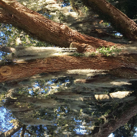Nature Photography: Southern Trees, Spanish Moss 500 Jigsaw Puzzle 3D Modell